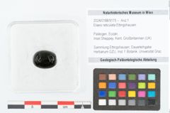 Foto (Objekt + Etikett) von Elaeis reticulata Ettingshausen (NHMW-GEO-2024-0188-9175)